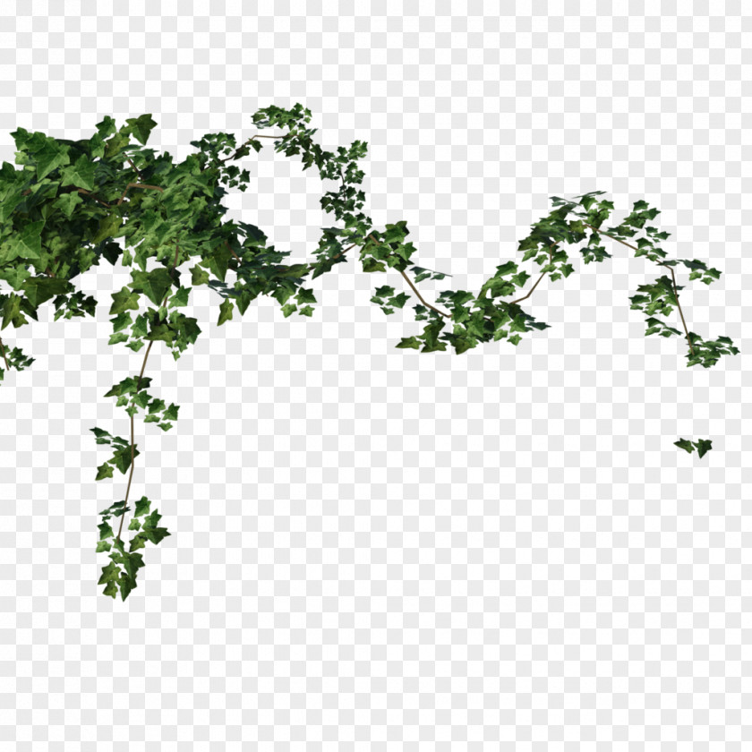 Grape Tree DeviantArt Plant Ivy PNG