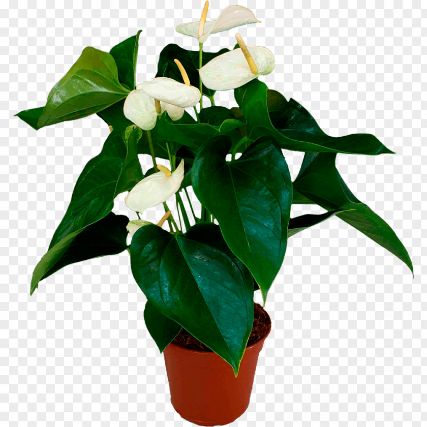 Leaf Cut Flowers Flowerpot Houseplant Plant Stem PNG
