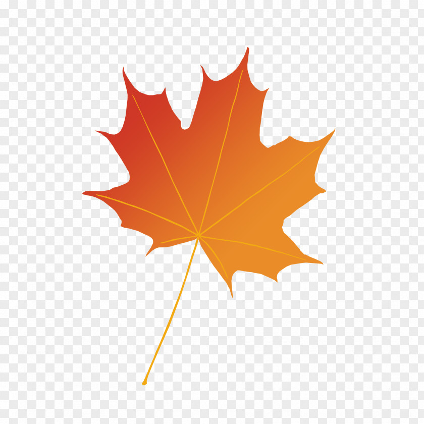 Leaf Maple Photography Illustration Autumn PNG