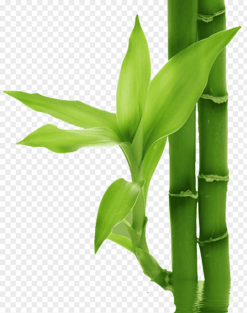 Lucky Bamboo Bamboe Leaf Plant PNG