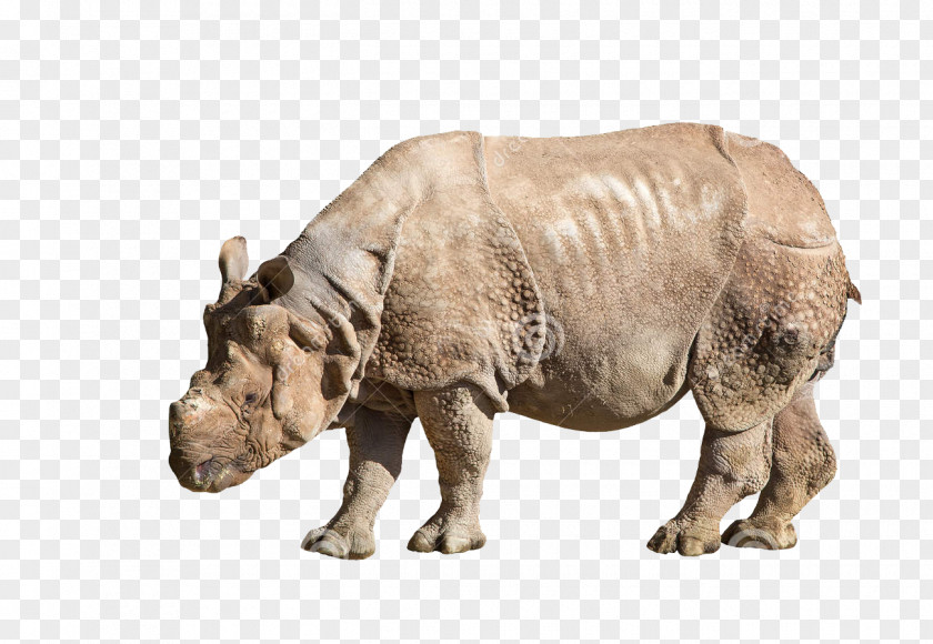 Rhino Creative Rhinoceros 3D Icon PNG