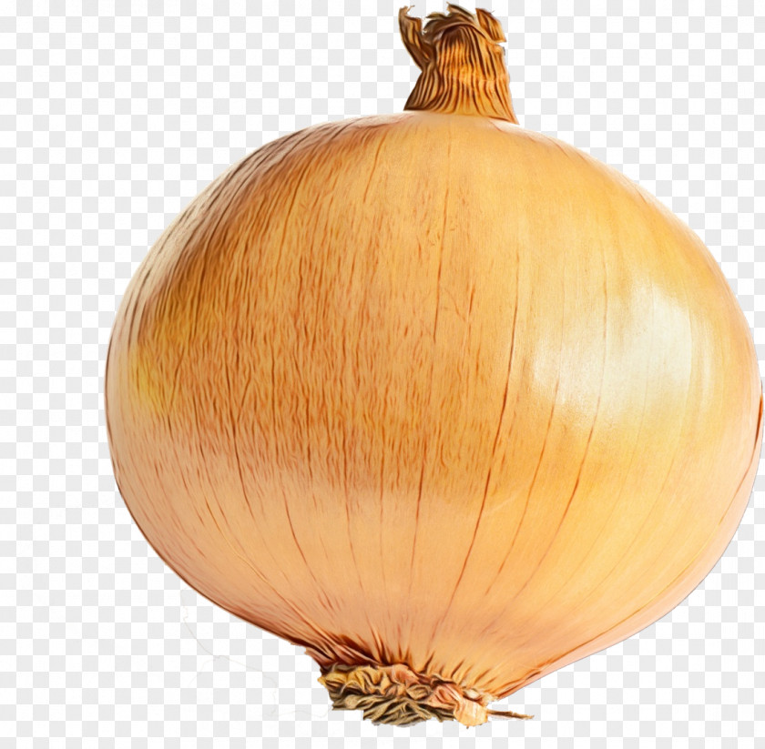 Amaryllis Family Garlic Yellow Onion Vegetable Shallot Plant PNG