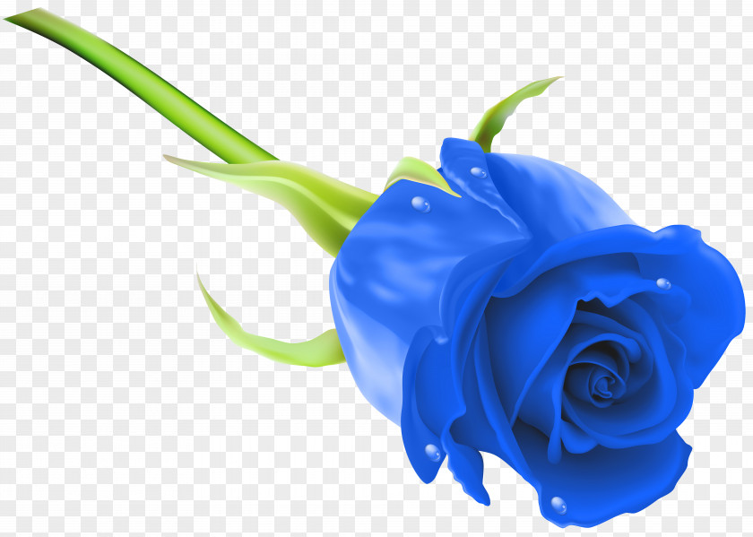 Blue Rose Clip Art Image Flower Stock Photography PNG