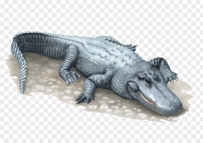 Cartoon Chinese Alligator Nile Crocodile American PNG