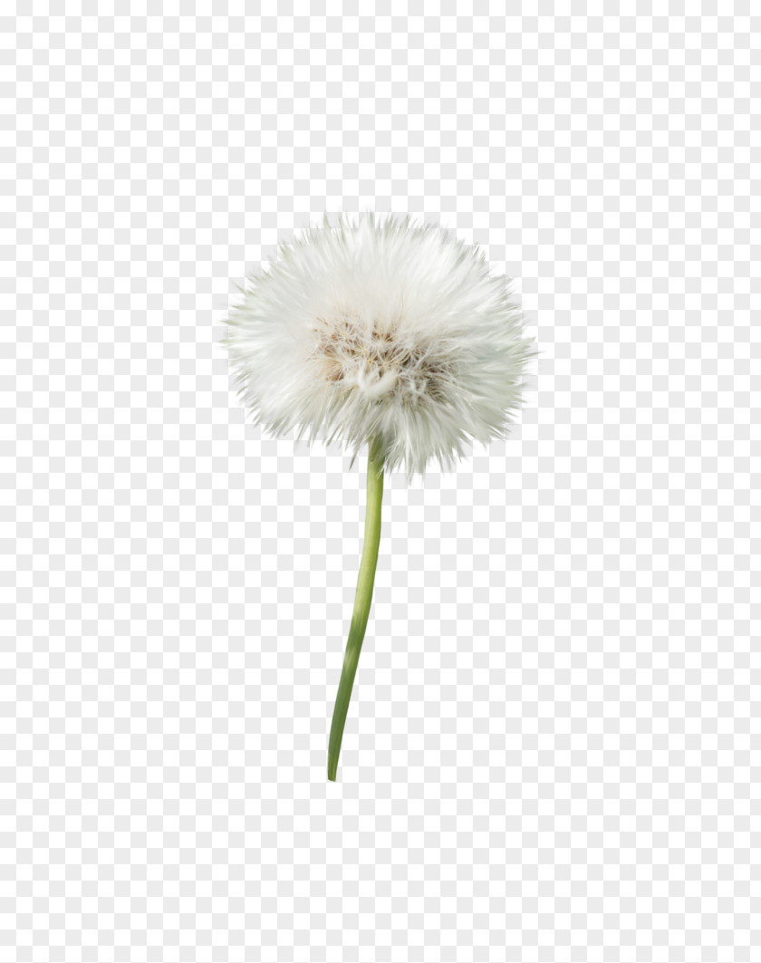 Dandelion Flower Transvaal Daisy Petal Plant PNG