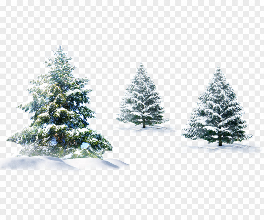 Gift,package,Snow,winter,festival Polar Bear Christmas Tree PNG