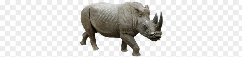 Rhino PNG clipart PNG