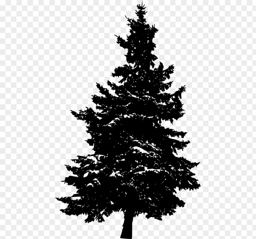 Tree Eastern White Pine Fir Evergreen PNG