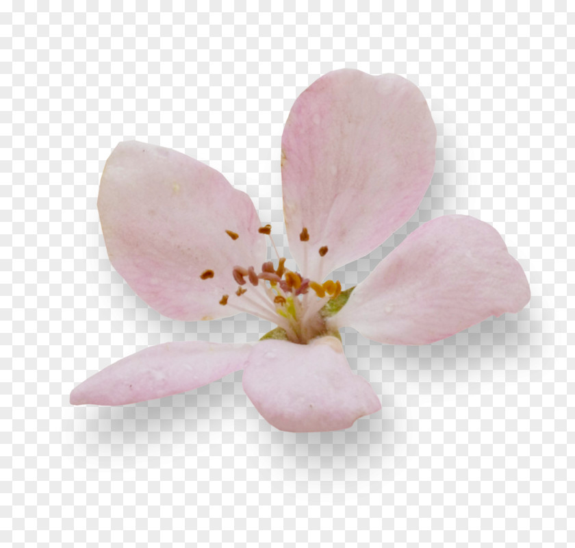 Cherry Blossom Petal ST.AU.150 MIN.V.UNC.NR AD PNG