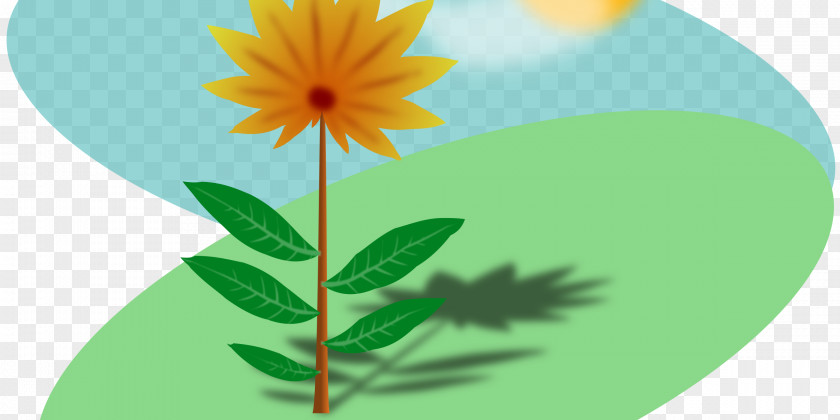 Flower Generation Sunlight Clip Art PNG