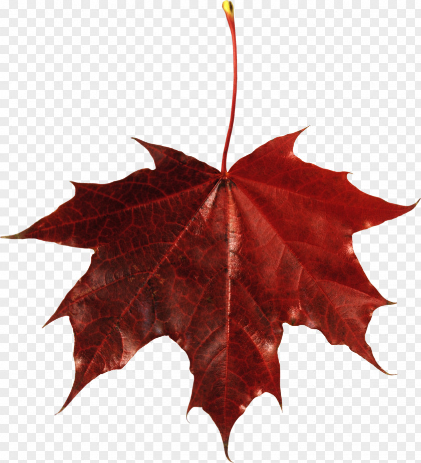 Foliage Maple Leaf Autumn Color Clip Art PNG