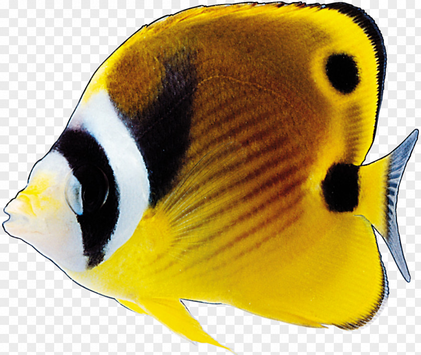 Goldfish Ornamental Fish Tropical PNG