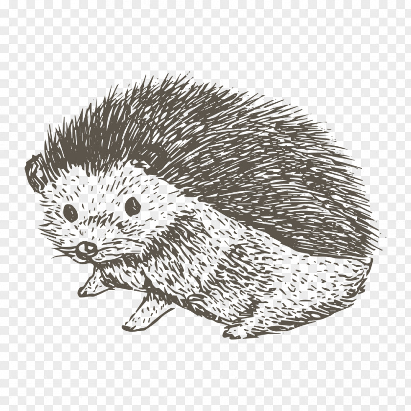 Sketch Hedgehog Drawing T-shirt PNG