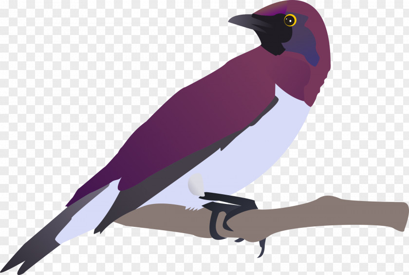 Birds YouTube Drawing Clip Art PNG