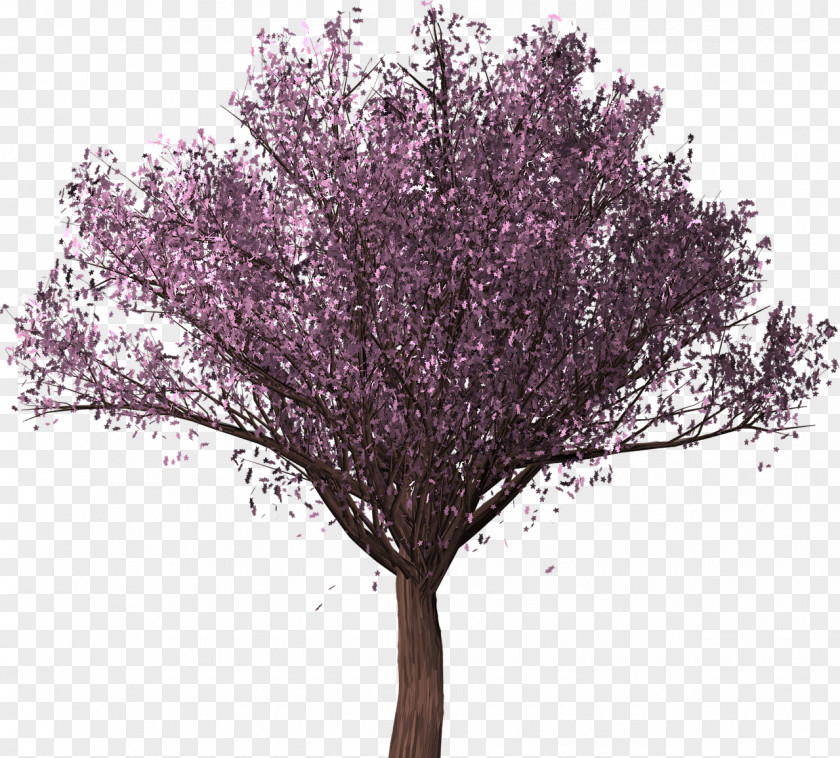 Cherry Blossom East Asian Cerasus Tree PNG