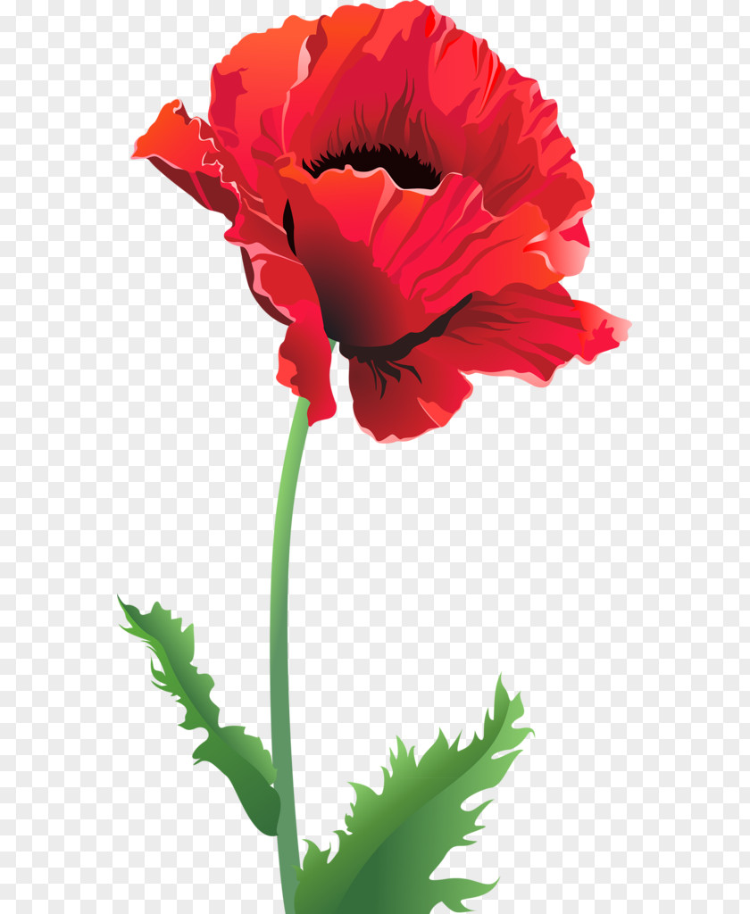 Flower Common Poppy Remembrance PNG