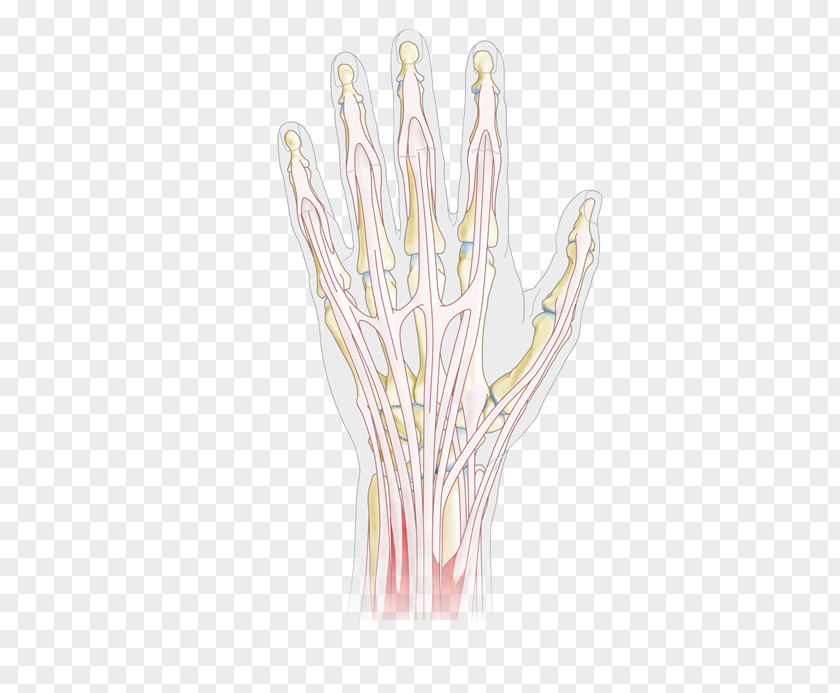Hand Model Thumb Organism PNG