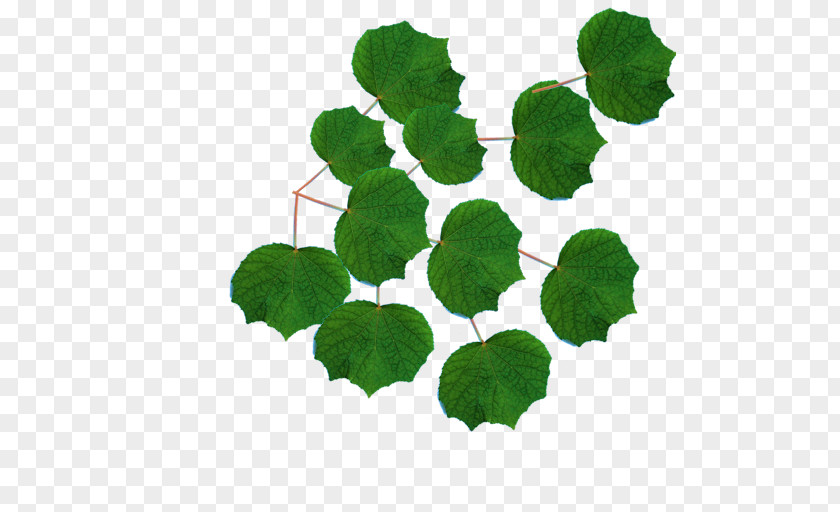 Leaf Herb Annual Plant PNG