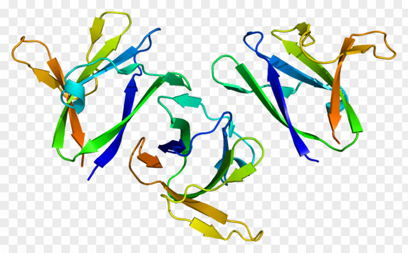 PRKAB1 AMP-activated Protein Kinase PRKAG1 Gene PNG