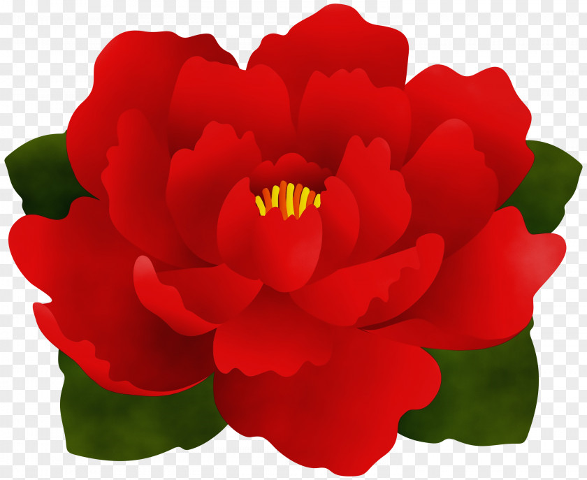 Rose Family Begonia Garden Roses PNG