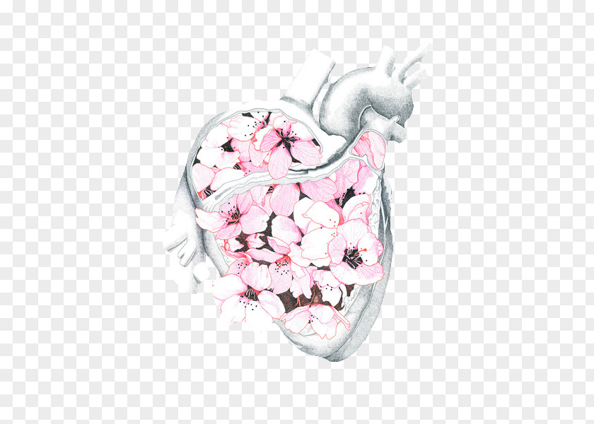 Softy Drawing Heart Anatomy PNG