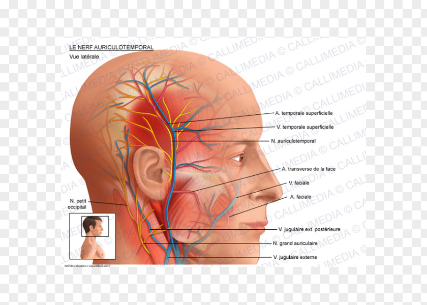 Superficial Temporal Nerve Auriculotemporal Artery Anatomy Facial PNG