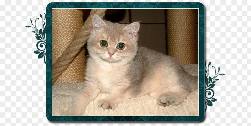 British Cat European Shorthair American Burmilla Australian Mist Singapura PNG