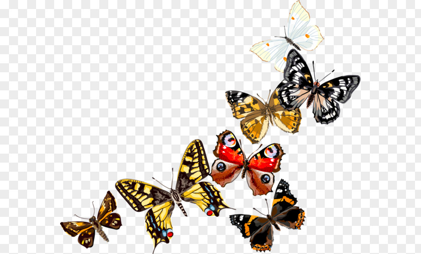 Butterfly Monarch Pieridae Insect Clip Art PNG