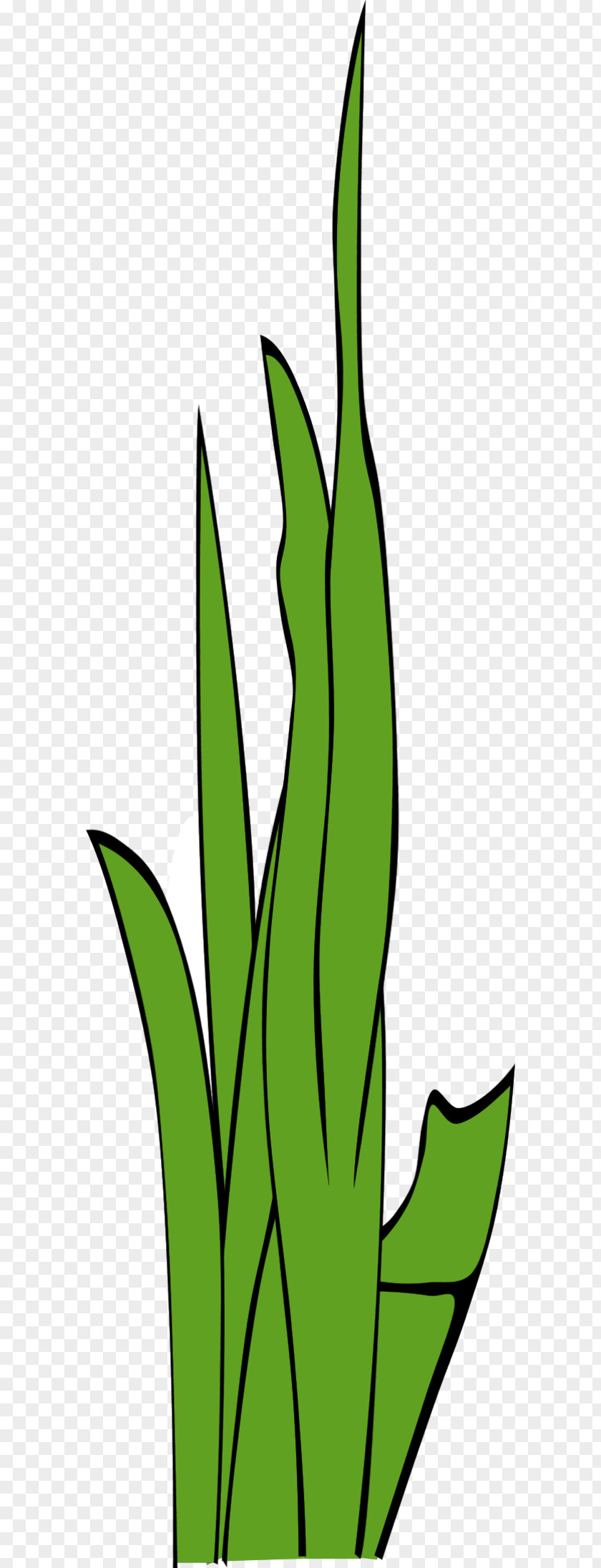 Grass Blade Clip Art PNG