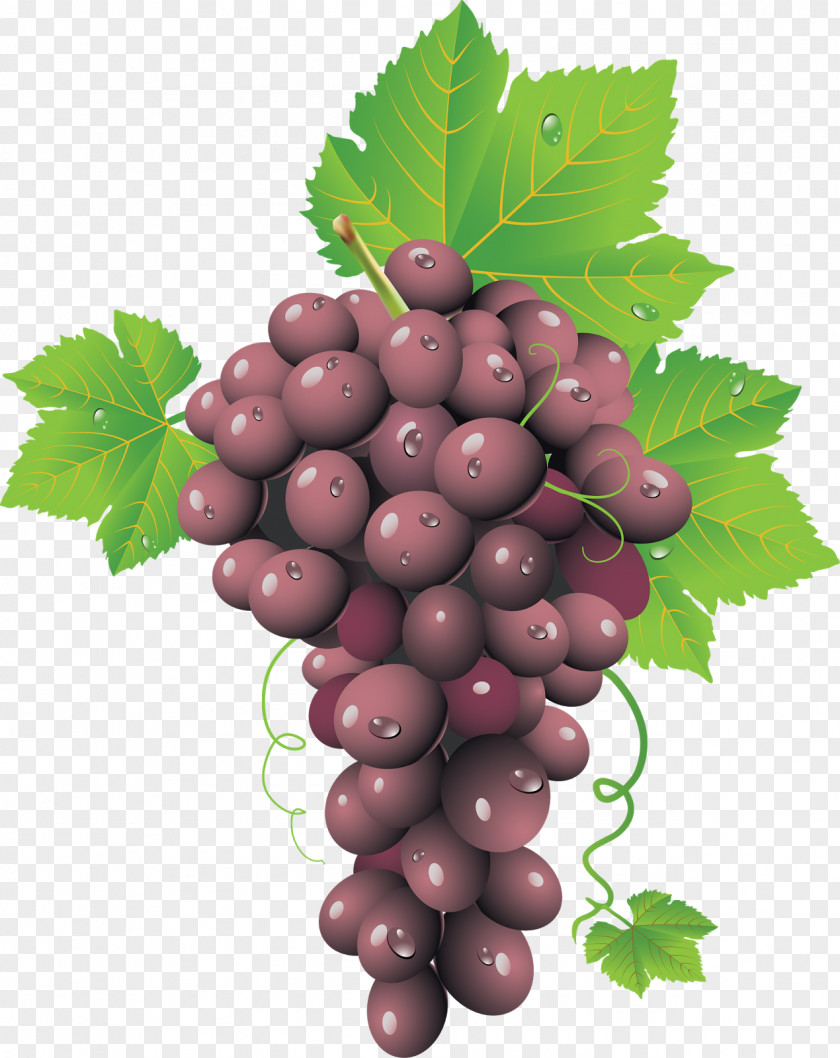 Juicy Grapes Common Grape Vine Wine Leaves PNG