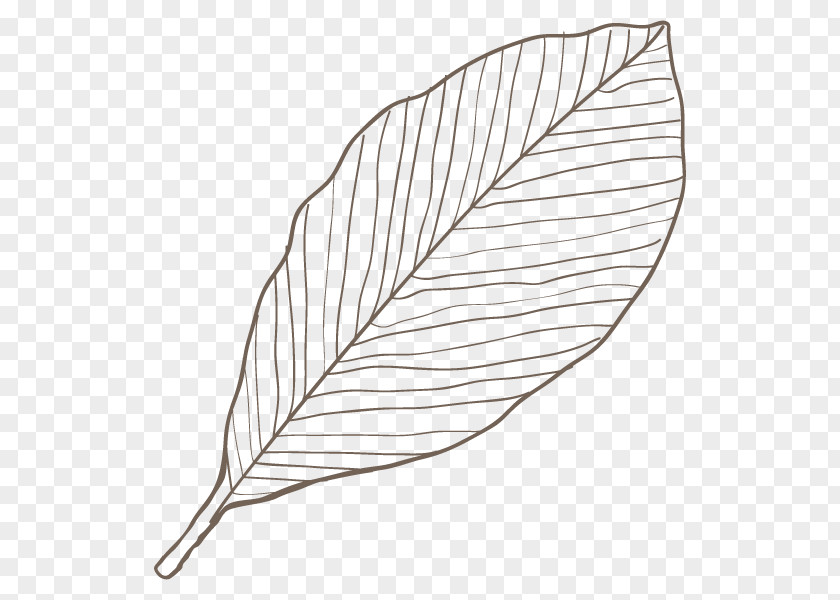 Line Art Leaf Angle PNG