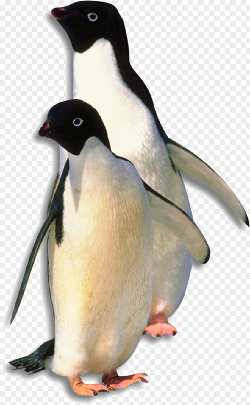 Penguin Antarctica Bird PNG