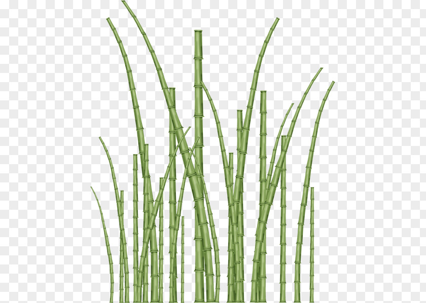 Bamboo Vetiver Commodity Plant Stem Tree PNG