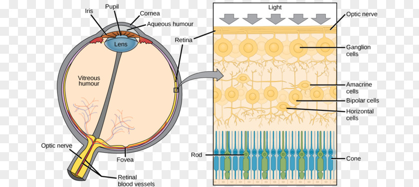 Fig. Organism Right Hemisphere Brain Damage Graphic Design Diagram PNG