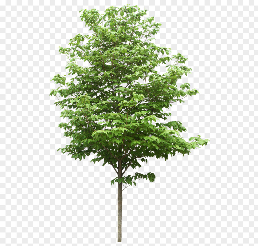 Plants Tree Structure Oak Stock Photography Clip Art PNG