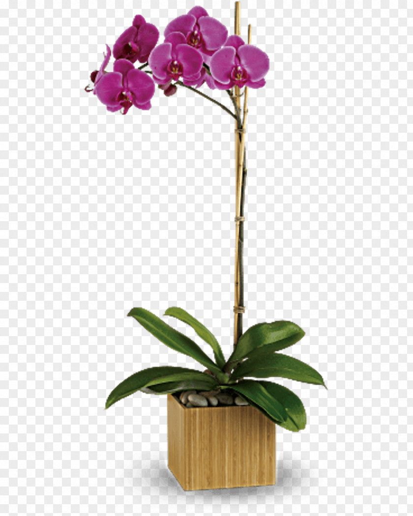 Purple Orchid Moth Orchids Flower Floristry Teleflora PNG