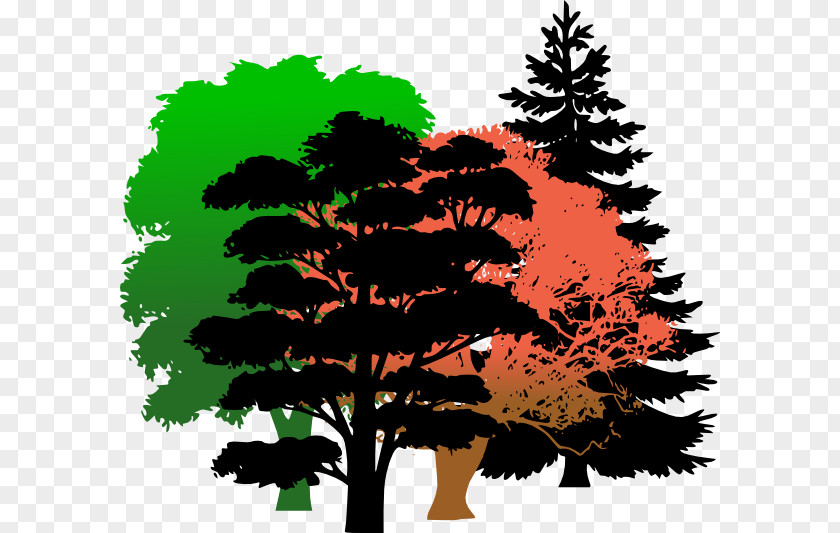 Tree Pine Evergreen Fraser Fir Clip Art PNG