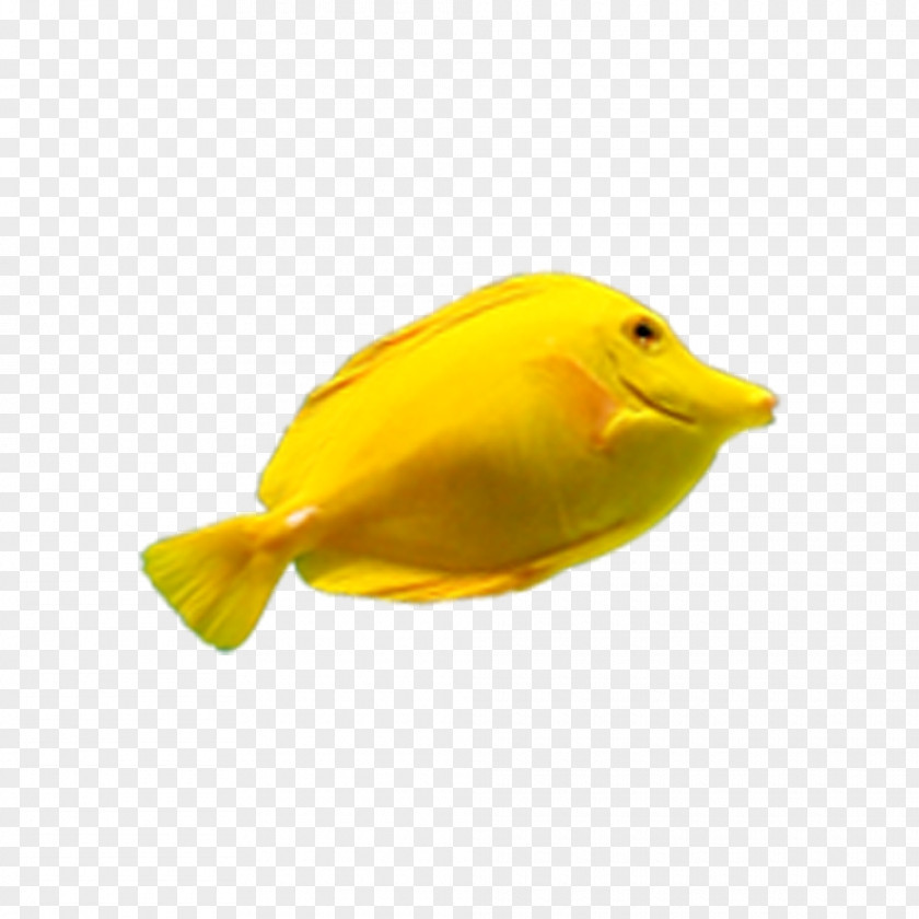 Yellow Fish Deep Sea PNG