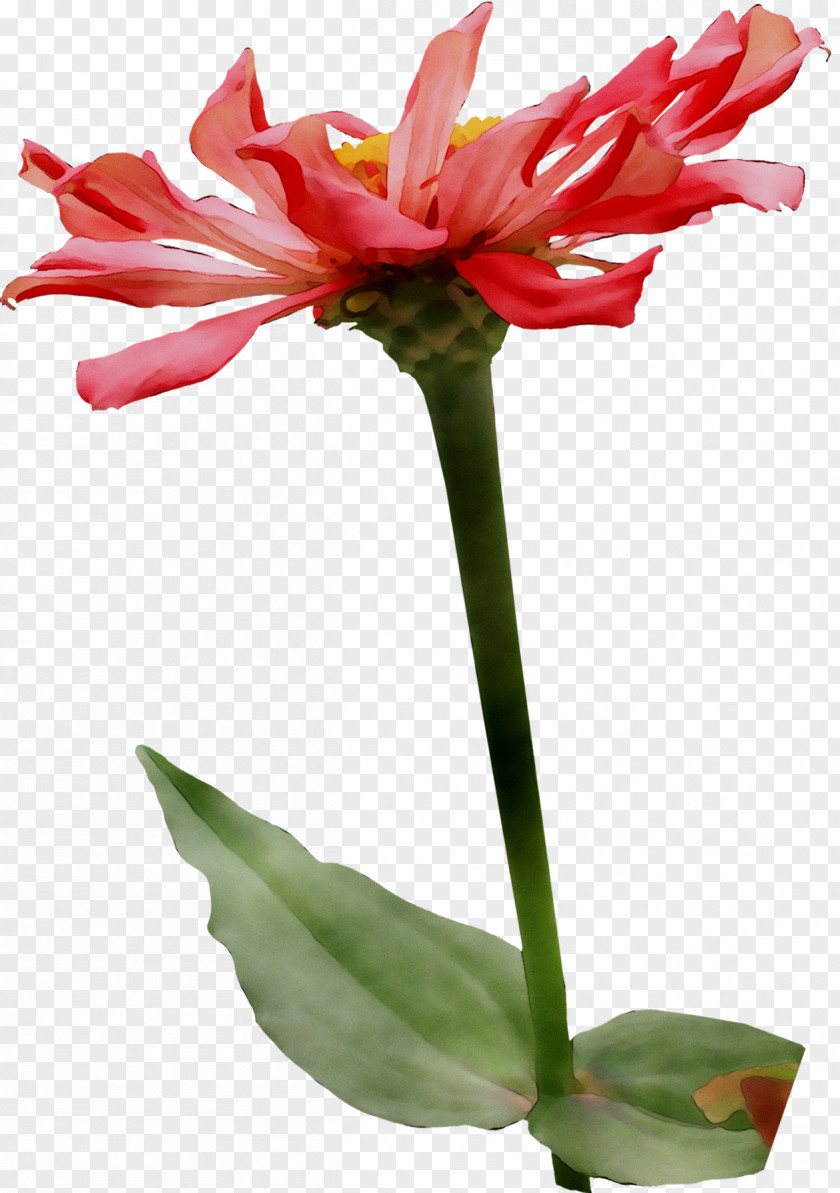 Amaryllis Jersey Lily Cut Flowers Plant Stem Flowerpot PNG