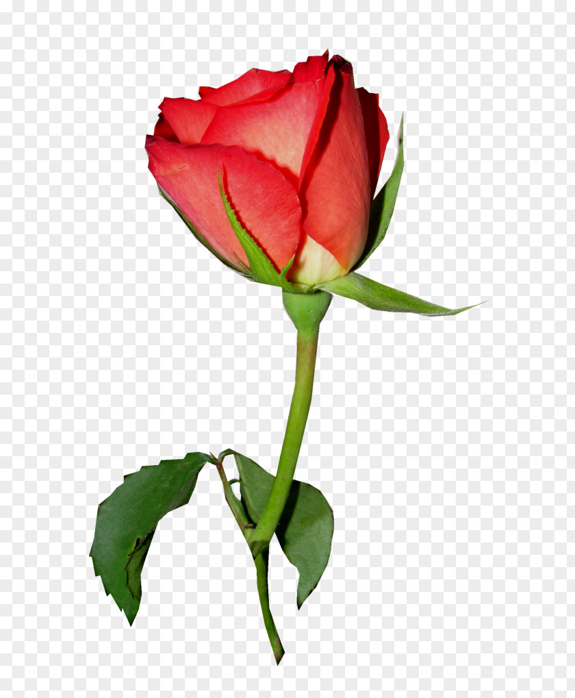 Flower Garden Roses Rosa Chinensis Centifolia Floribunda Clip Art PNG