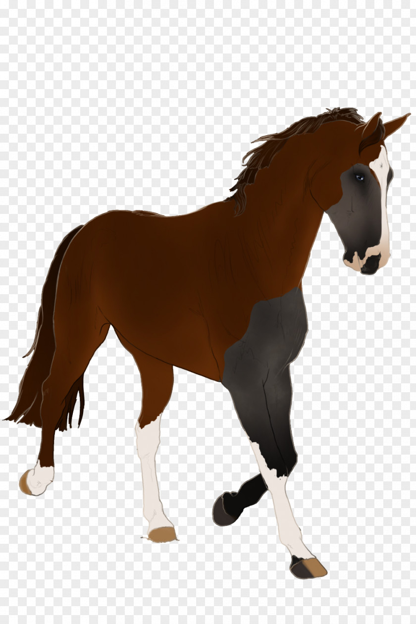 Horse Grooming Livestock Cartoon PNG