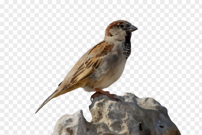 Lark Woodpecker Finch Bird Sparrow House Beak PNG