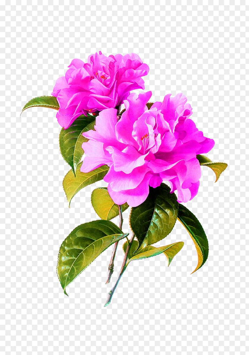 Peony China Watercolor Painting Flower Chinese PNG