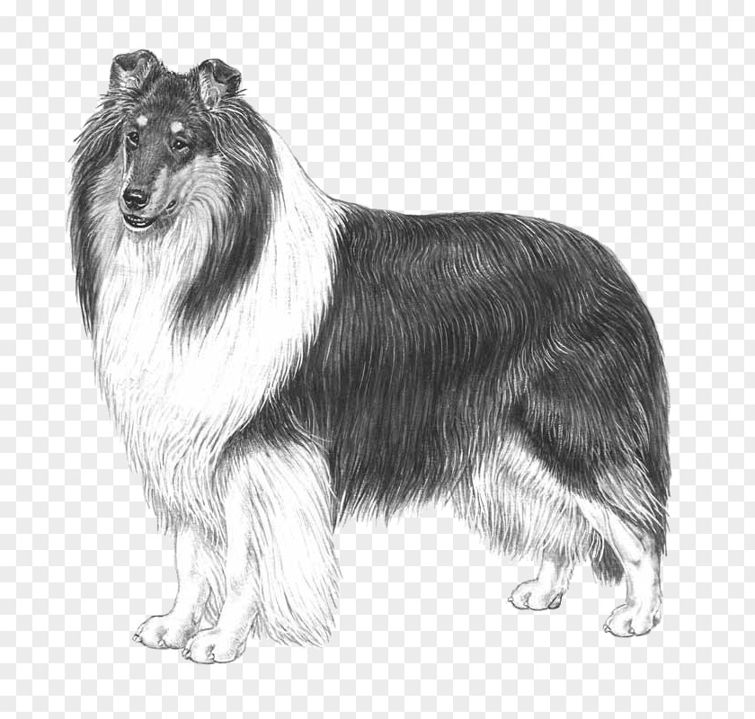 Race Rough Collie Scotch Smooth Breed Standard PNG