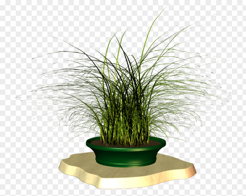 Flowerpot Grasses Houseplant Herb Family PNG