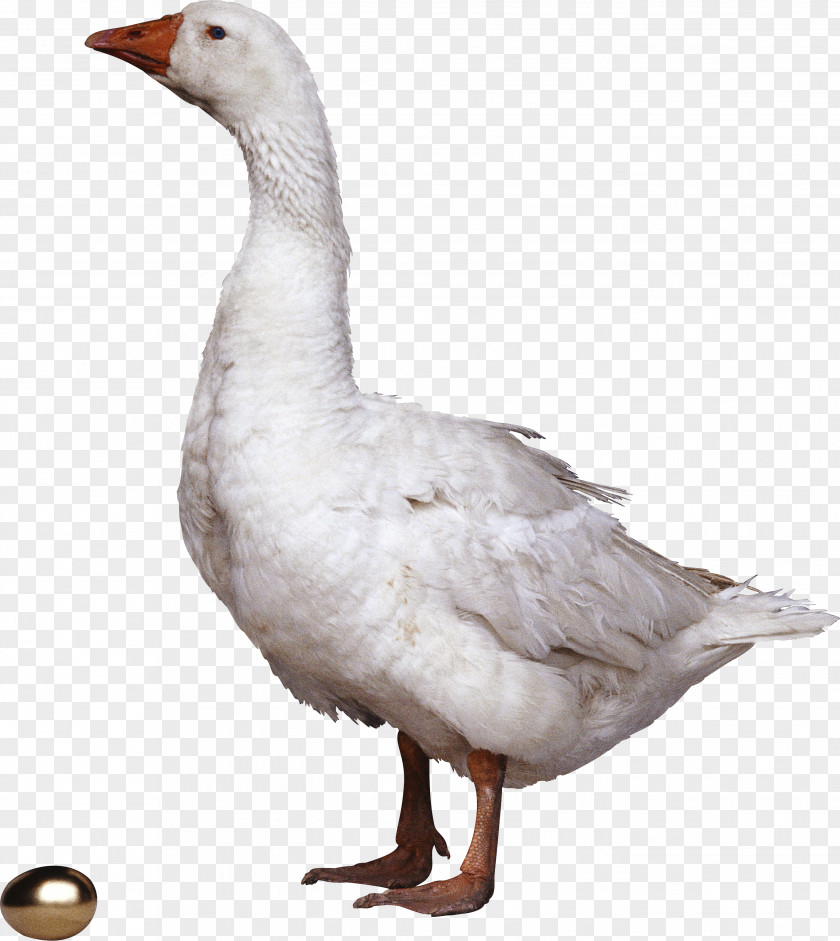 Goose The That Laid Golden Eggs Duck Bird Anser PNG