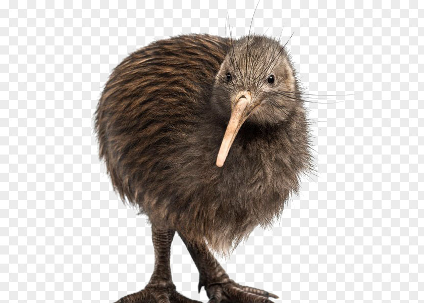 Holocene Animal Zealand Flightless Bird Southern Brown Kiwi Great Spotted Little PNG