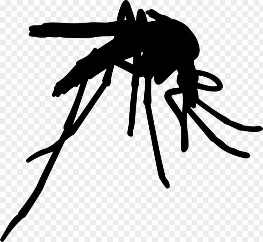 Insect Yellow Fever Mosquito Pest Control Vector Zika PNG