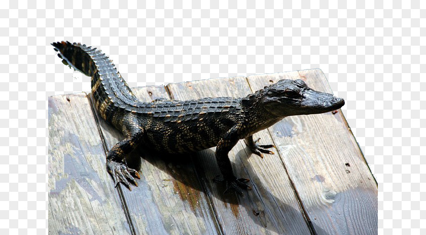 Small Crocodile Everglades Reptile American Alligator Snake PNG