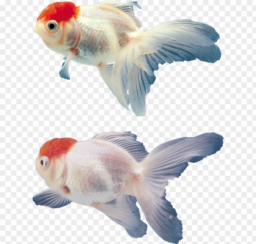 VK Goldfish Aquarium Clip Art PNG